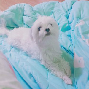 강아지분실실종 경기도 연천군