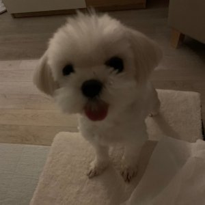 강아지분실실종 서울특별시 강남구