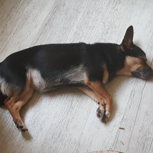 강아지분실실종 경기도 용인시 처인구