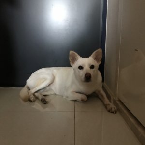 강아지분실실종 서울특별시 송파구