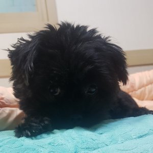 강아지분실실종 경기도 광명시
