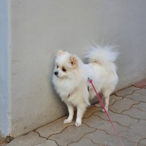 강아지분실실종 경기도 고양시 일산서구
