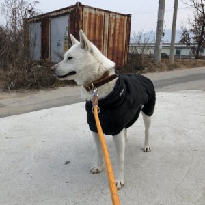 강아지분실실종 경기도 양주시