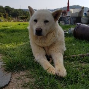 강아지분실실종 충청남도 아산시