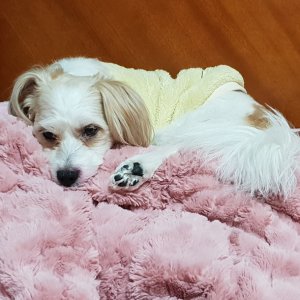 강아지분실실종 경상남도 사천시