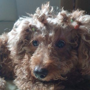 강아지분실실종 전라북도 완주군