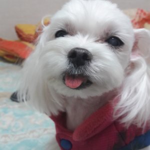 강아지분실실종 부산광역시 해운대구
