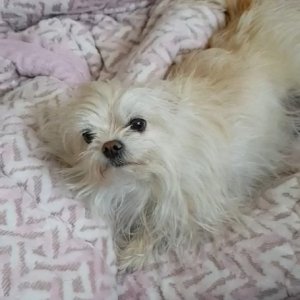 강아지분실실종 대구광역시 수성구