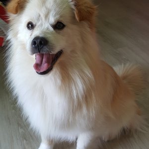 강아지분실실종 전라남도 순천시