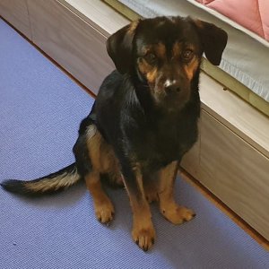 강아지분실실종 인천광역시 중구