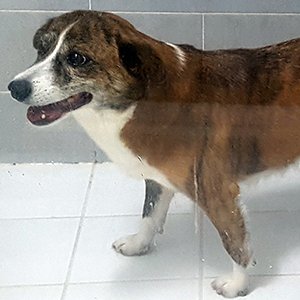 강아지분실실종 서울특별시 강남구