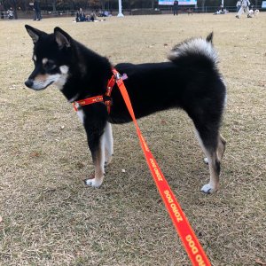 강아지분실실종 대구광역시 달서구