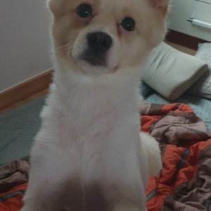 강아지분실실종 서울특별시 은평구