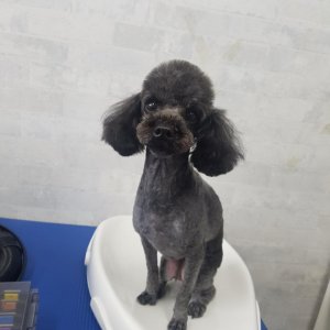 강아지분실실종 대구광역시 동구