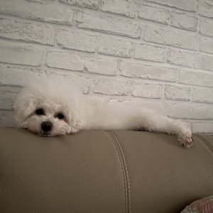 강아지분실실종 인천광역시 연수구