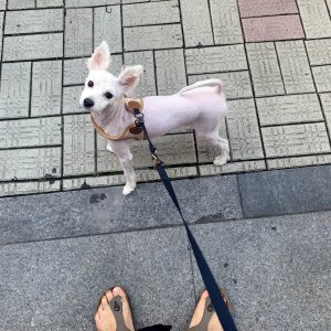 강아지분실실종 대구광역시 북구