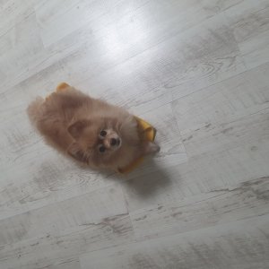 강아지분실실종 경상남도 김해시