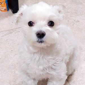 강아지분실실종 인천광역시 남동구