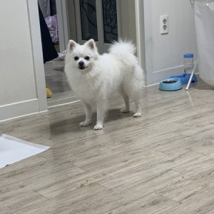 강아지분실실종 경상남도 통영시