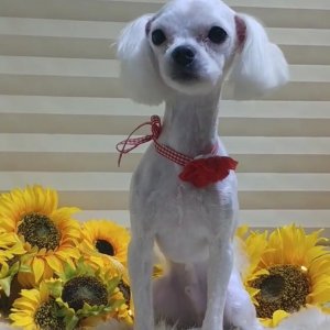 강아지분실실종 전라남도 영광군