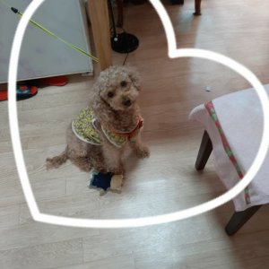 강아지분실실종 경기도 구리시