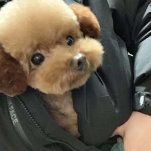 강아지분실실종 인천광역시 계양구