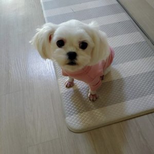 강아지분실실종 경기도 시흥시
