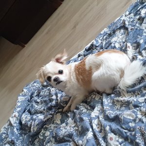 강아지분실실종 경기도 파주시