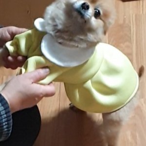 강아지분실실종 전라북도 전주시 완산구