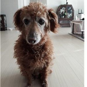 강아지분실실종 전라남도 고흥군