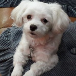 강아지분실실종 경상북도 김천시