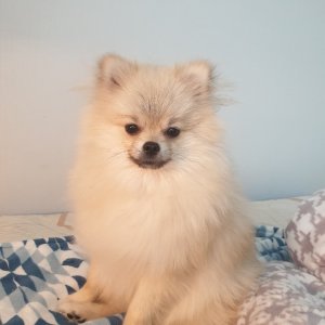 강아지분실실종 부산광역시 연제구