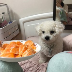 강아지분실실종 서울특별시 동대문구