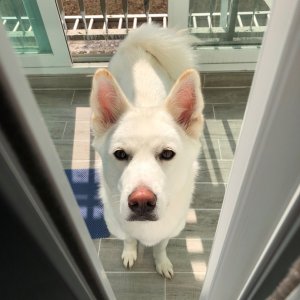 강아지분실실종 전라남도 담양군