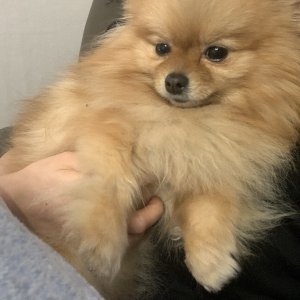 강아지분실실종 서울특별시 영등포구