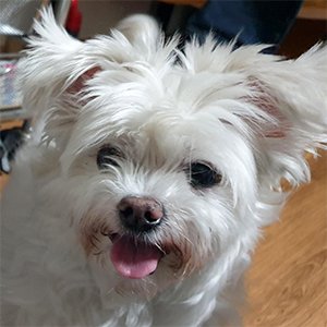 강아지분실실종 경기도 여주시