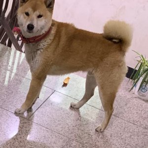 강아지분실실종 충청북도 청주시 서원구