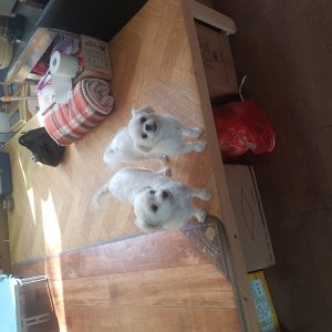 강아지분실실종 인천광역시 부평구