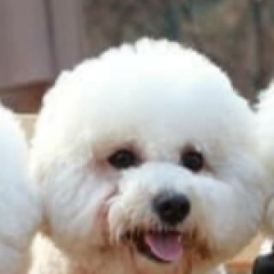 강아지분실실종 경기도 파주시
