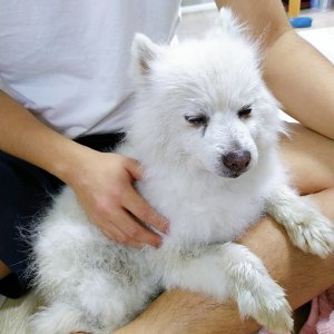 강아지분실실종 경기도 성남시 수정구