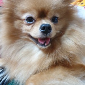 강아지분실실종 경기도 광명시