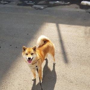 강아지를 찾습니다 강아지 전단지
