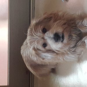 강아지분실실종 울산광역시 중구