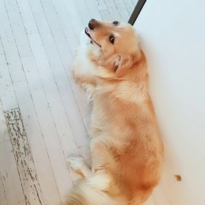 강아지분실실종 충청남도 공주시