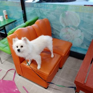 강아지분실실종 경상남도 함안군