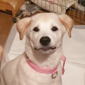 강아지분실실종 서울특별시 서대문구