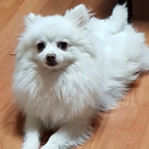 강아지분실실종 경기도 평택시