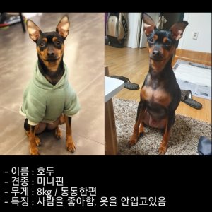 강아지분실실종 서울특별시 노원구