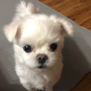 강아지분실실종 제주특별자치도 제주시