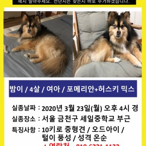 강아지분실실종 서울특별시 금천구